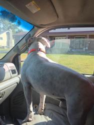 Lost Male Dog last seen Hwy 30, House Springs, MO 63051