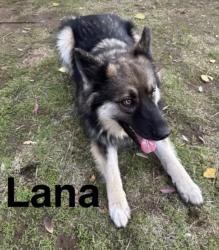 Reunited Female Dog last seen Armstrong & International in Clovis, Clovis, CA 93619