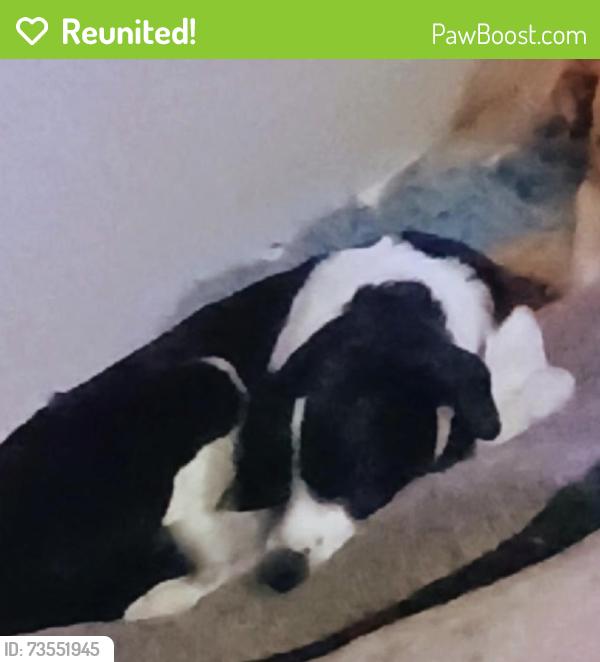 Reunited Female Dog last seen County road 4 and haysmount, Hudson, CO 80642