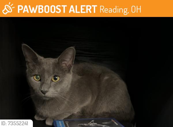 Found/Stray Unknown Cat last seen Benson and 2nd St, near the McDonalds, Reading, OH 45215