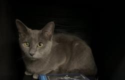 Found/Stray Unknown Cat last seen Benson and 2nd St, near the McDonalds, Reading, OH 45215