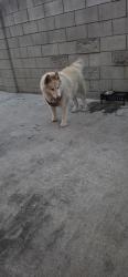Found/Stray Female Dog last seen Montford and Phillips, Los Angeles, CA 91340