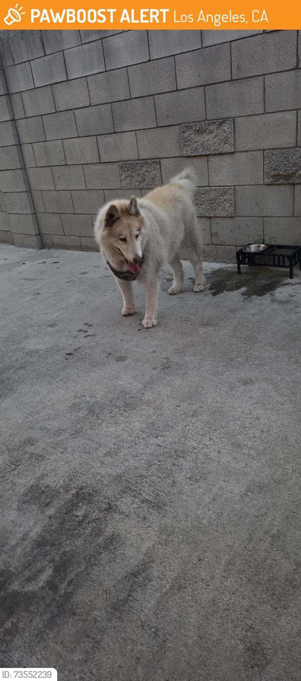 Found/Stray Female Dog last seen Montford and Phillips, Los Angeles, CA 91340