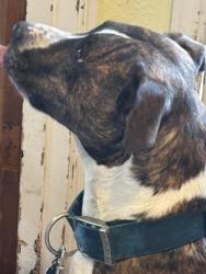 Reunited Female Dog last seen 32nd and Grandview, Sioux City, IA 51104
