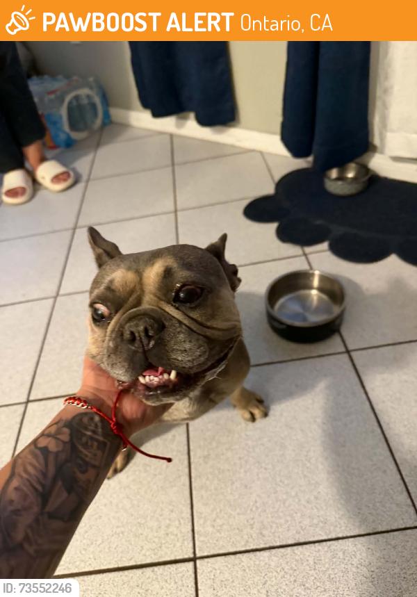 Found/Stray Female Dog last seen Grove & Edison ONTARIO CA, Ontario, CA 91762