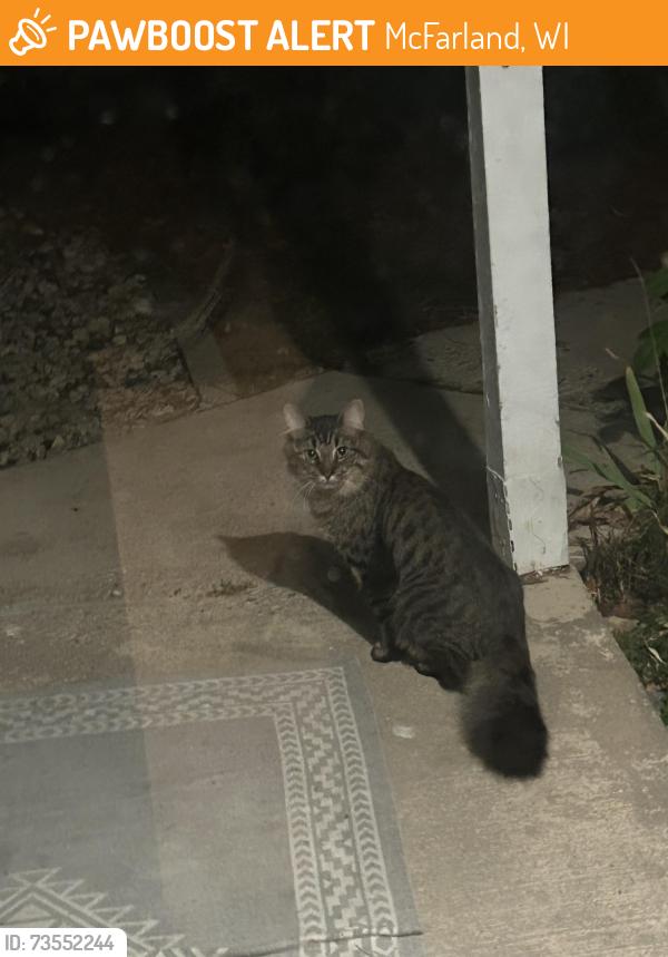 Found/Stray Unknown Cat last seen Taylor Rd Cottages/ Behind Ace Hardware, McFarland, WI 53558