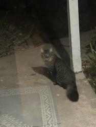 Found/Stray Unknown Cat last seen Taylor Rd Cottages/ Behind Ace Hardware, McFarland, WI 53558