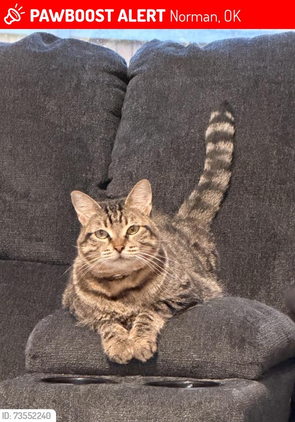 Lost Female Cat last seen Hwy 9 & 24th SE, Norman, OK 73071