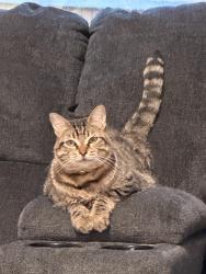 Lost Female Cat last seen Hwy 9 & 24th SE, Norman, OK 73071