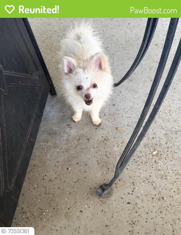 Reunited Female Dog last seen Near N 43rd Dr, Glendale, AZ 85302, Glendale, AZ 85302