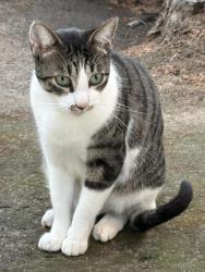 Found/Stray Unknown Cat last seen Gonzales and H Street, Oxnard, CA 93036