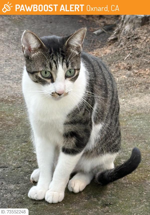 Found/Stray Unknown Cat last seen Gonzales and H Street, Oxnard, CA 93036