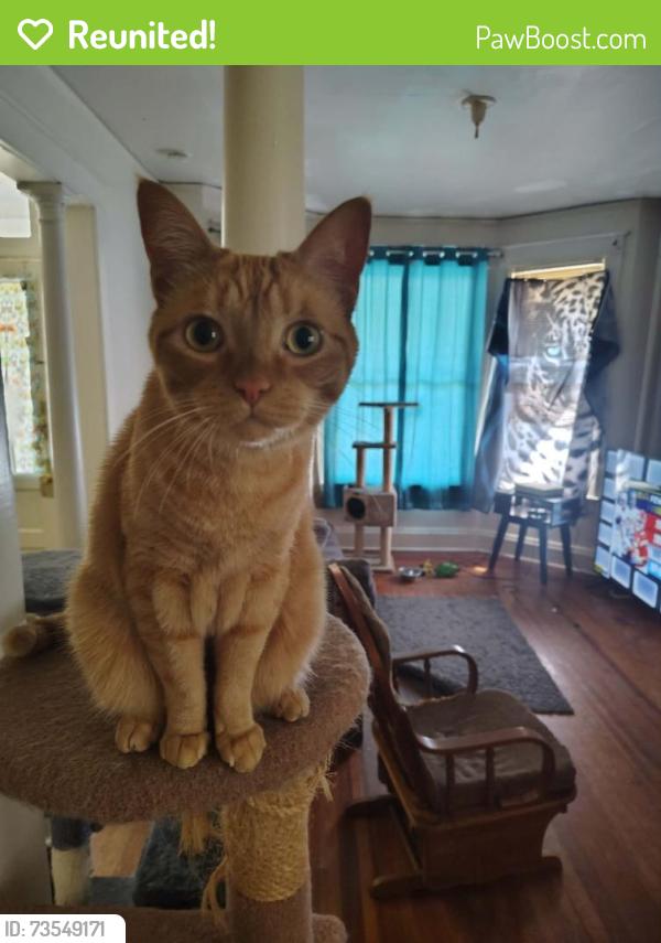 Reunited Male Cat last seen Wilkins ave albany, Albany, NY 12211