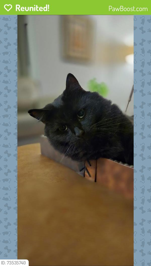 Reunited Male Cat last seen Candlewick / Kalin ranch, Victorville, CA 92395