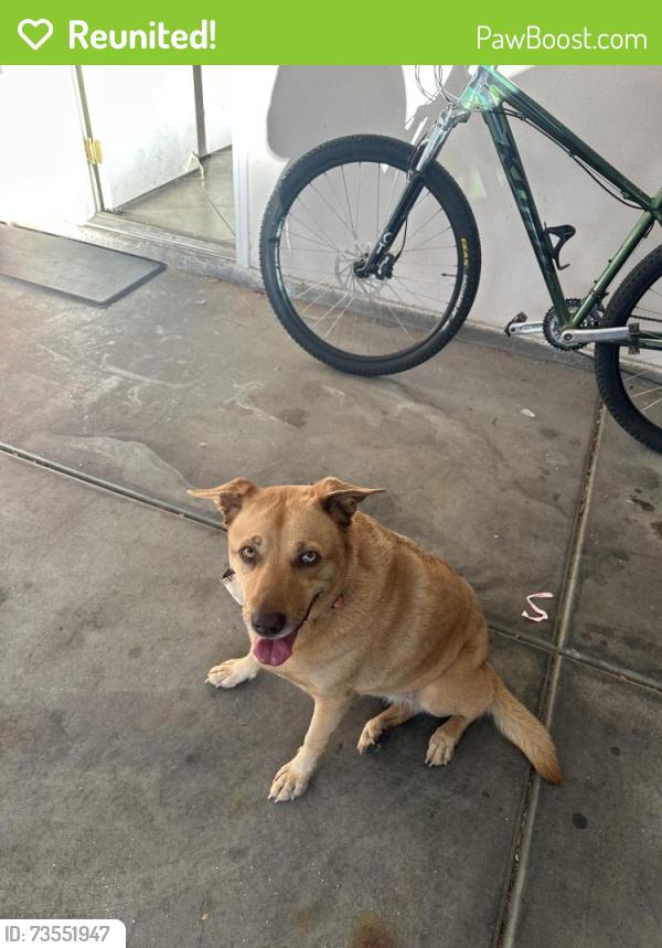 Reunited Unknown Dog last seen Lone mountain road, Las Vegas, NV 89128