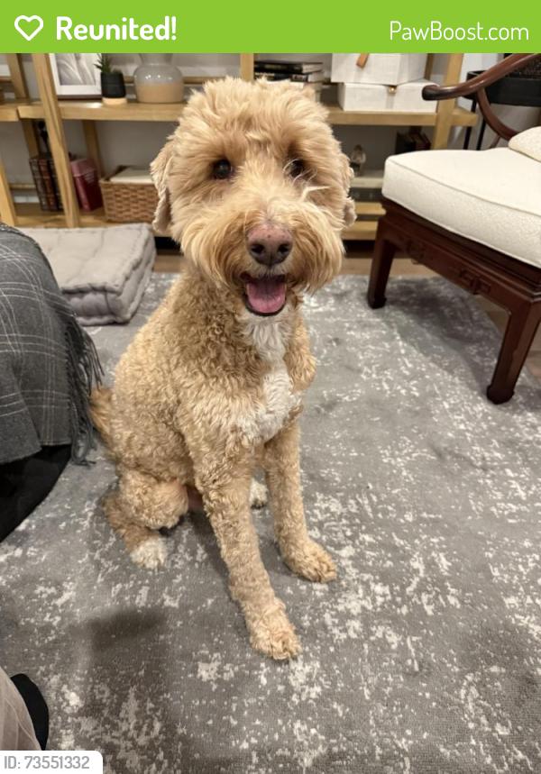 Reunited Male Dog last seen Near North 6600 West, Highland, UT, Highland, UT 84003