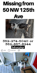 Lost Male Dog last seen Last seen on nw 125th ave, Marion County, FL 34482