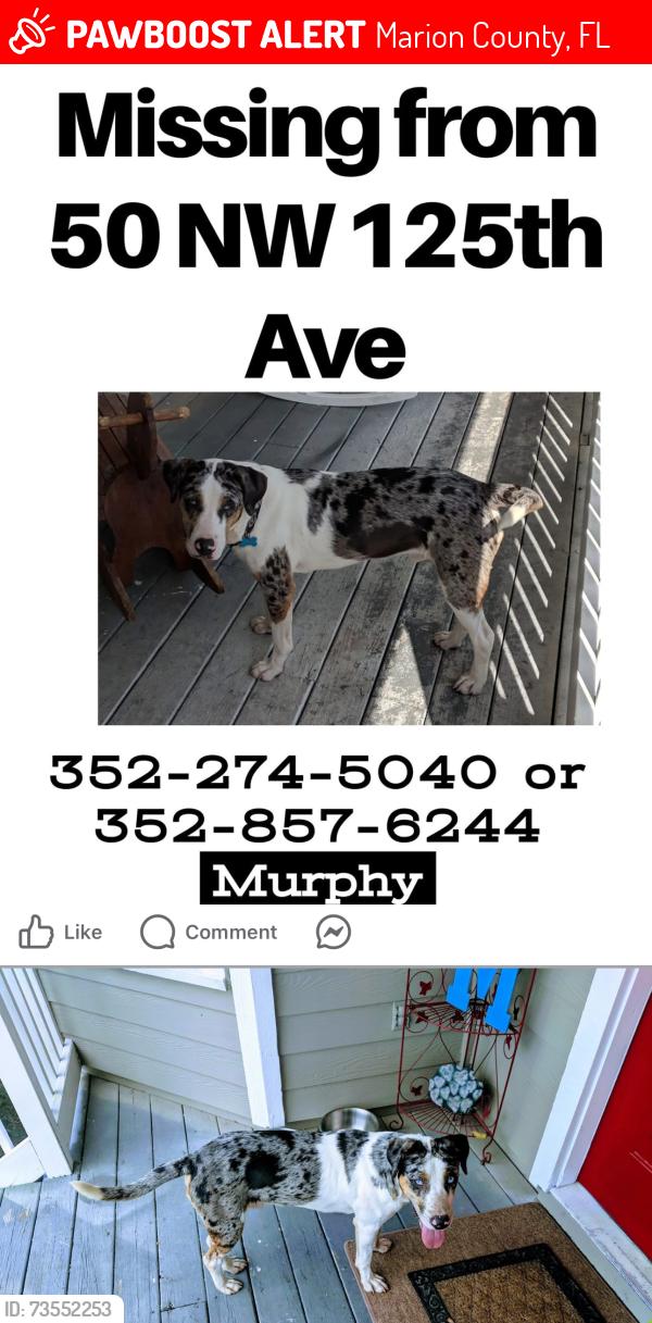 Lost Male Dog last seen Last seen on nw 125th ave, Marion County, FL 34482