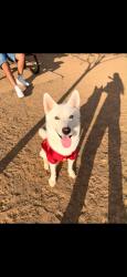 Lost Male Dog last seen Easton St and Cactus, Rialto, CA 92376