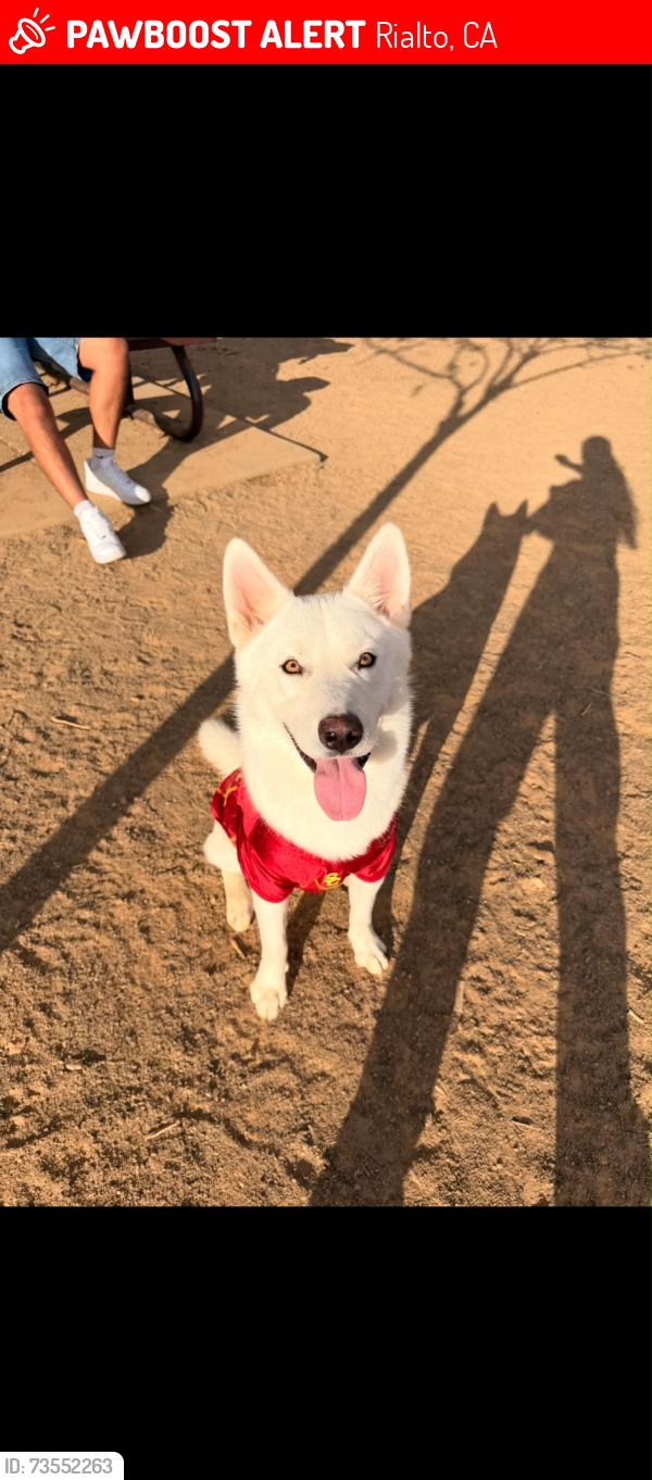 Lost Male Dog last seen Easton St and Cactus, Rialto, CA 92376