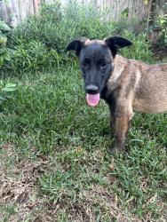 Found/Stray Male Dog last seen W 144th Pl and Yukon, Hawthorne, CA 90250