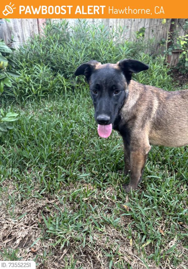 Found/Stray Male Dog last seen W 144th Pl and Yukon, Hawthorne, CA 90250