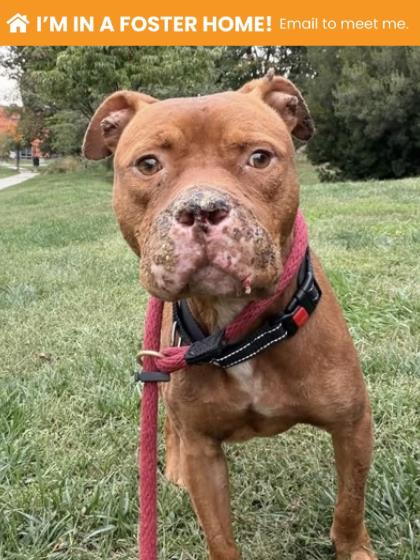 Shelter Stray Male Dog last seen Near Hayward Ave., 21215, MD, 2490 Giles Rd, Baltimore, MD 21225, USA