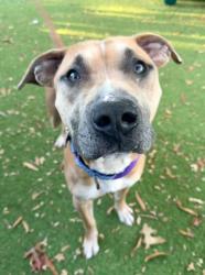 Shelter Stray Male Dog last seen E Eager ST + N Glover ST, 21205, MD, 2490 Giles Rd, Baltimore, MD 21225, USA