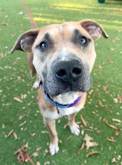 Shelter Stray Male Dog last seen E Eager ST + N Glover ST, 21205, MD, 2490 Giles Rd, Baltimore, MD 21225, USA