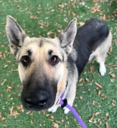 Shelter Stray Female Dog last seen Near Linden Heights Ave, 21215, MD, 2490 Giles Rd, Baltimore, MD 21225, USA