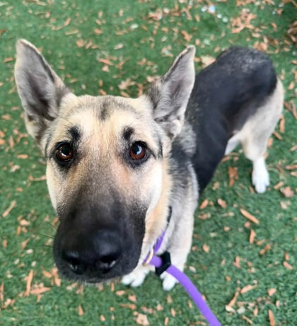 Shelter Stray Female Dog last seen Near Linden Heights Ave, 21215, MD, 2490 Giles Rd, Baltimore, MD 21225, USA