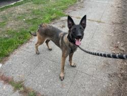 Shelter Stray Female Dog last seen NE 50th St / 9th Ave NE, Seattle, WA, 2061 15th Ave W, Seattle, WA 98119, USA