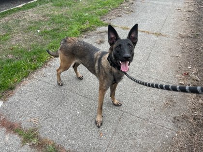 Shelter Stray Female Dog last seen NE 50th St / 9th Ave NE, Seattle, WA, 2061 15th Ave W, Seattle, WA 98119, USA