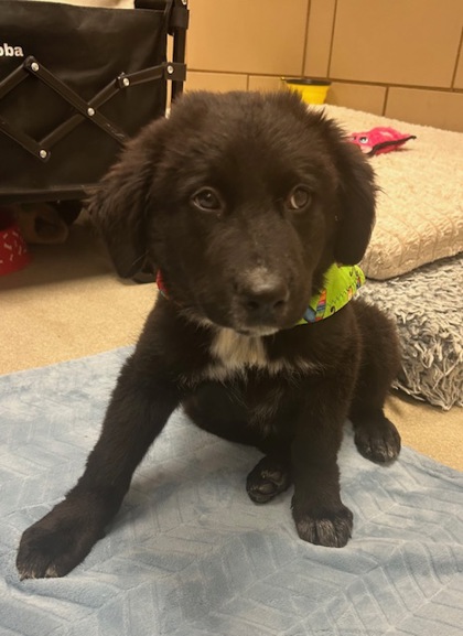 Shelter Stray Female Dog last seen Near La Esperaza Dr, 75149, TX, 1650 Gross Rd, Mesquite, TX 75149, USA