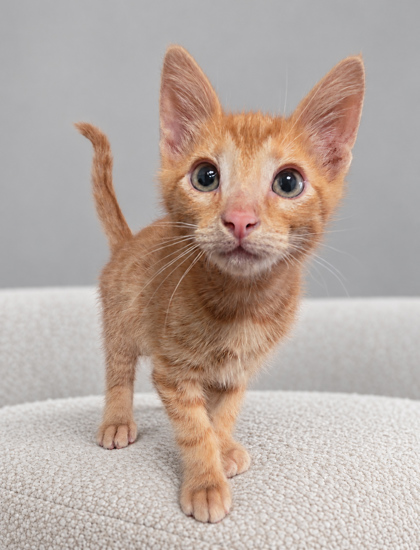 Shelter Stray Male Cat last seen W California Ave & S Dickenson Ave, Fresno Zone Fresno CO 1A 93706, CA, 1510 W Dan Ronquillo Dr, Fresno, CA 93706, USA