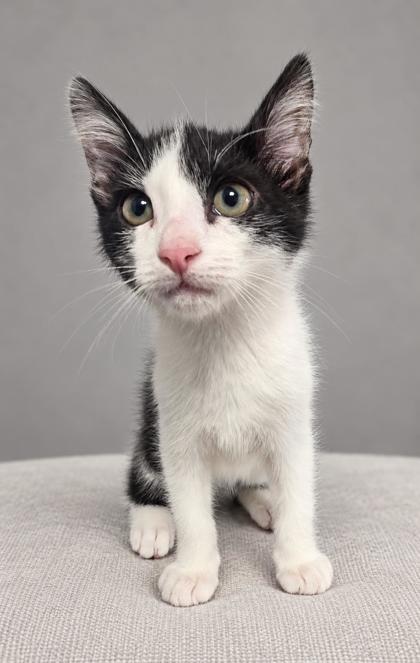 Shelter Stray Male Cat last seen W California Ave & S Dickenson Ave, Fresno Zone Fresno CO 1A 93706, CA, 1510 W Dan Ronquillo Dr, Fresno, CA 93706, USA