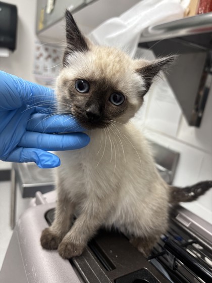 Shelter Stray Female Cat last seen Dumped outside a building near Eastmont mall/, Oakland, CA, 1101 29th Ave, Oakland, CA 94601, USA