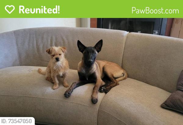 Reunited Female Dog last seen Ash Lane - Brownstone St, Euless, TX 76039