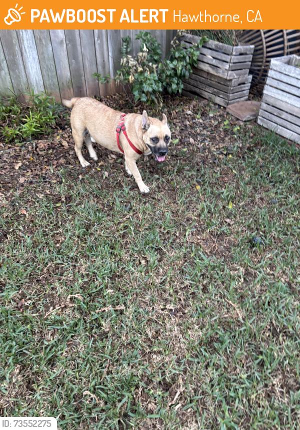 Found/Stray Unknown Dog last seen W 144th Pl and Yukon, Hawthorne, CA 90250