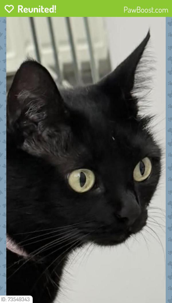 Reunited Female Cat last seen Near nw 59th manor, Coconut Creek, FL 33073