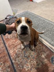 Reunited Male Dog last seen Spruce road eagle lake, Eagle Lake, FL 33839
