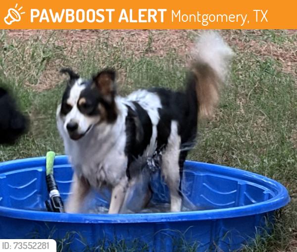 Found/Stray Female Dog last seen Mohawk / Apache, Montgomery, TX 77316