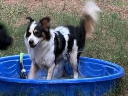 Found/Stray Female Dog last seen Mohawk / Apache, Montgomery, TX 77316