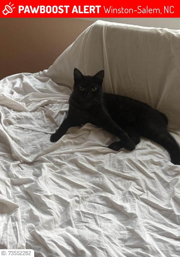 Lost Male Cat last seen Locksley Ln, Winston-Salem, NC 27104