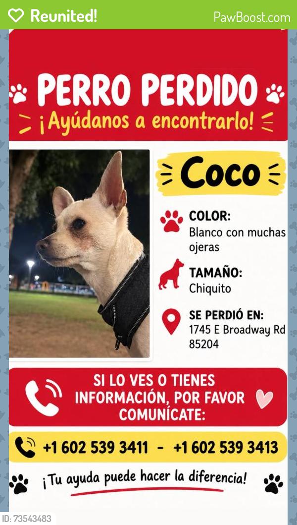 Reunited Male Dog last seen Broadway and hall, Mesa, AZ 85204