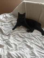 Lost Male Cat last seen Locksley Ln, Winston-Salem, NC 27104