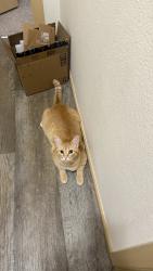 Lost Female Cat last seen Martin way, Lacey, WA 98513
