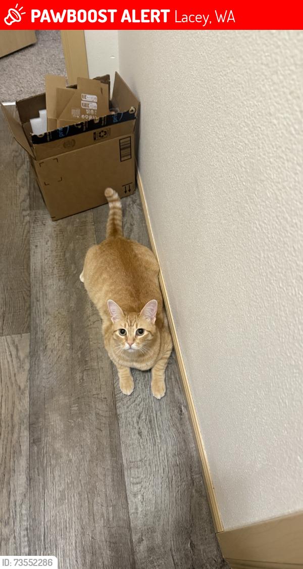 Lost Female Cat last seen Martin way, Lacey, WA 98513