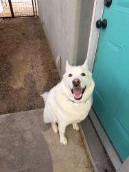 Found/Stray Unknown Dog last seen Elm & Lee, Tucson, AZ 85719