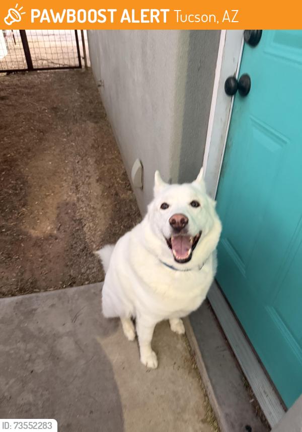 Found/Stray Unknown Dog last seen Elm & Lee, Tucson, AZ 85719